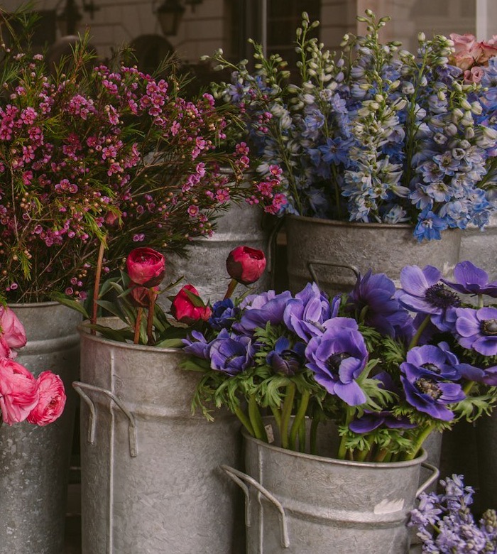 Purple anemones, blue larkspur and waxflower in zinc buckets